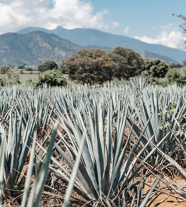 Food Industry Solutions